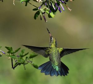 Hummingbirds may appear as a sign from your loved one in spirit