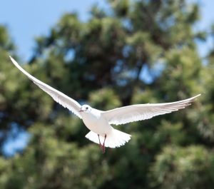Received Signs From Loved One In Spirit? with Linda M Hughes Psychic Medium and Grief Coach